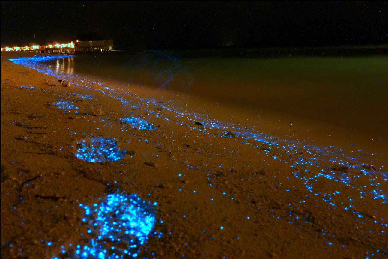 Светящееся море почему светится. Остров Ваадху Мальдивы светящийся планктон. Мальдивы острова Ваадху Мальдивы. Пляж Ваадху Мальдивы. Атолл Ваадху Мальдивы.
