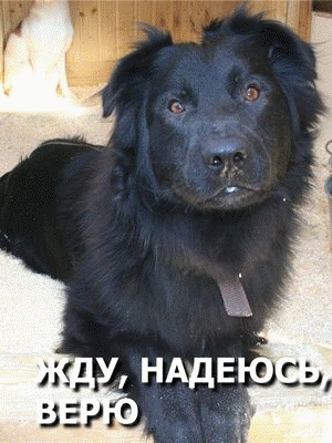 Москва. Апрель - молодой, крепкий, активный пёс-инвалид. ищет дом.