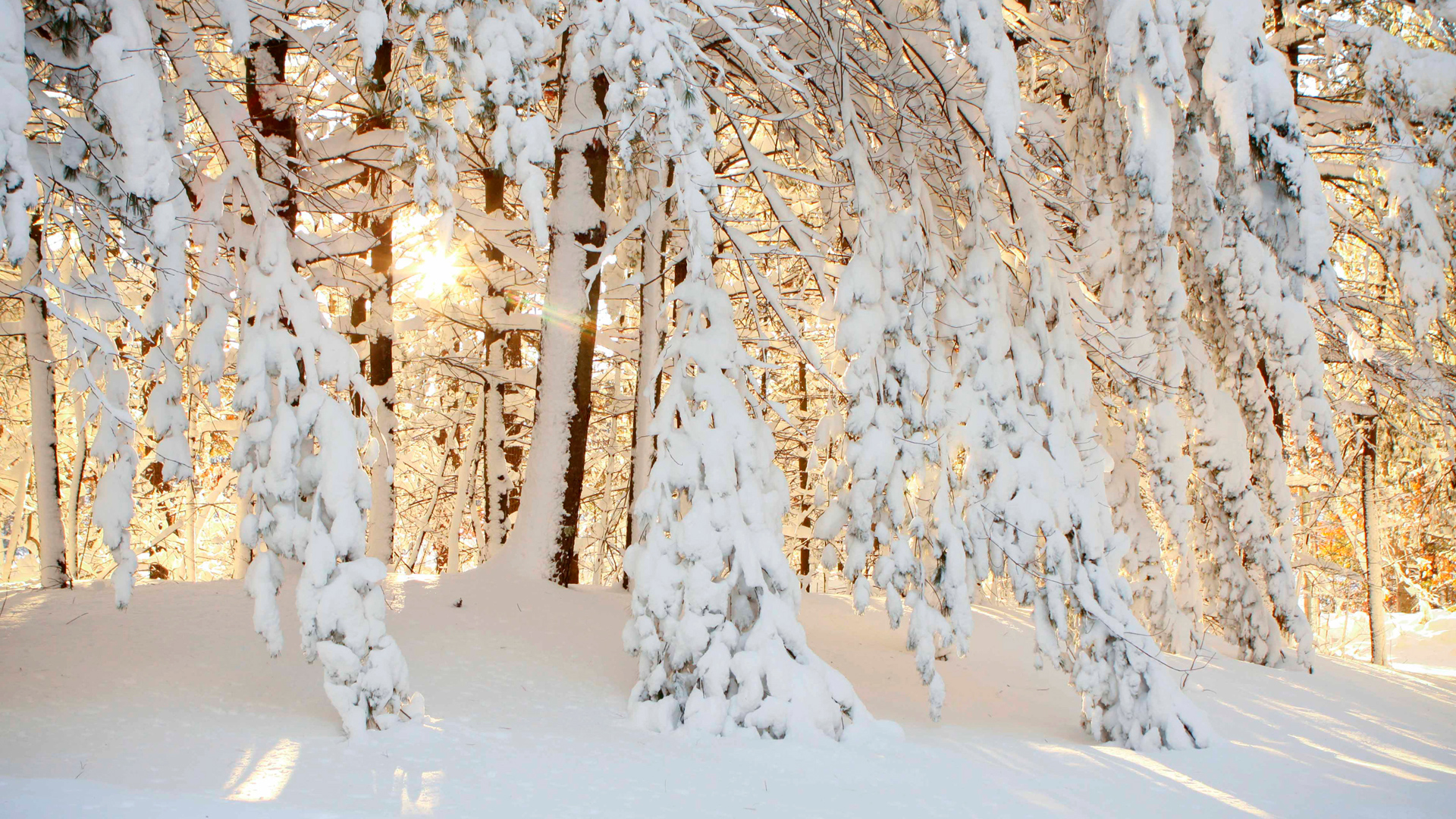 Зимние рабочие обои. Зима в лесу. Красивый зимний лес. Зимой в лесу. Красивые зимние обои.